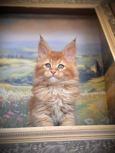 🪄 Maine Coon Les Aristocoons Arthur Weasley Red Solide Polydactyle