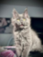 Les Aristocoons Cindy Lou Maine Coon Blue Smoke qui se demande si la SMA est douloureuse 