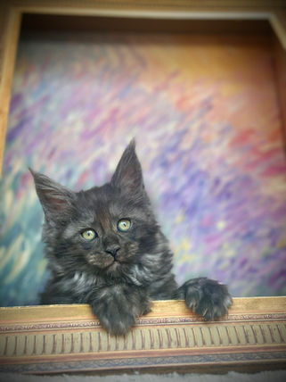 🪄 Maine Coon Les Aristocoons Harry Potter Black Smoke Polydactyle