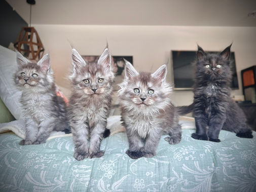 Maine Coon Les Aristocoons - Les Girls de la portée Harry Potter