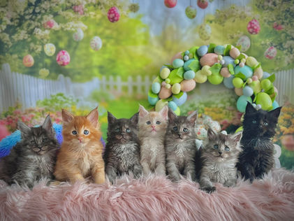 Toute la portée de chatons Maine Coons à 6 semaines d'âge