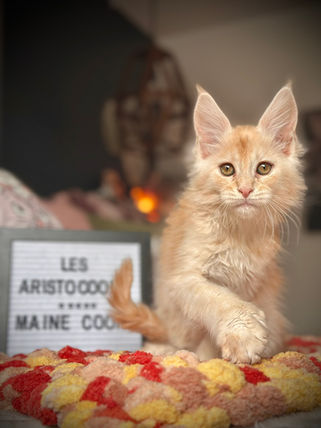 🪄 Maine Coon Les Aristocoons Ron Weasley Red Smoke Polydactyle