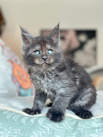 🪄 Maine Coon Les Aristocoons Harry Potter Black Smoke Polydactyle