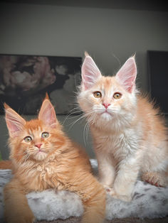 🪄 Maine Coon Les Aristocoons Harry Potter Black Smoke Polydactyle