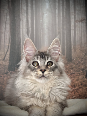 Kawena Maine Coon Black Silver Ticked Tabby - Chaton de 17 semaines 