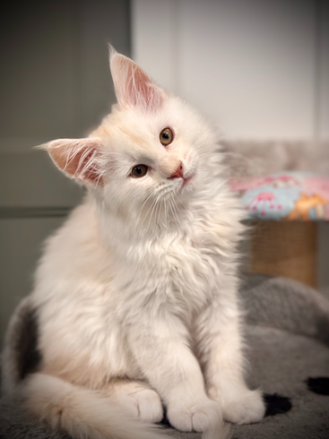 Simba - 11-week-old Maine Coon