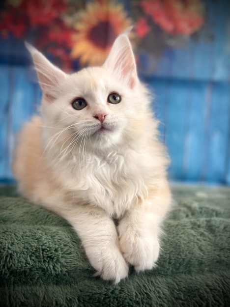 🌟Hook Maine Coon Red Smoke - 9 semaines de vie