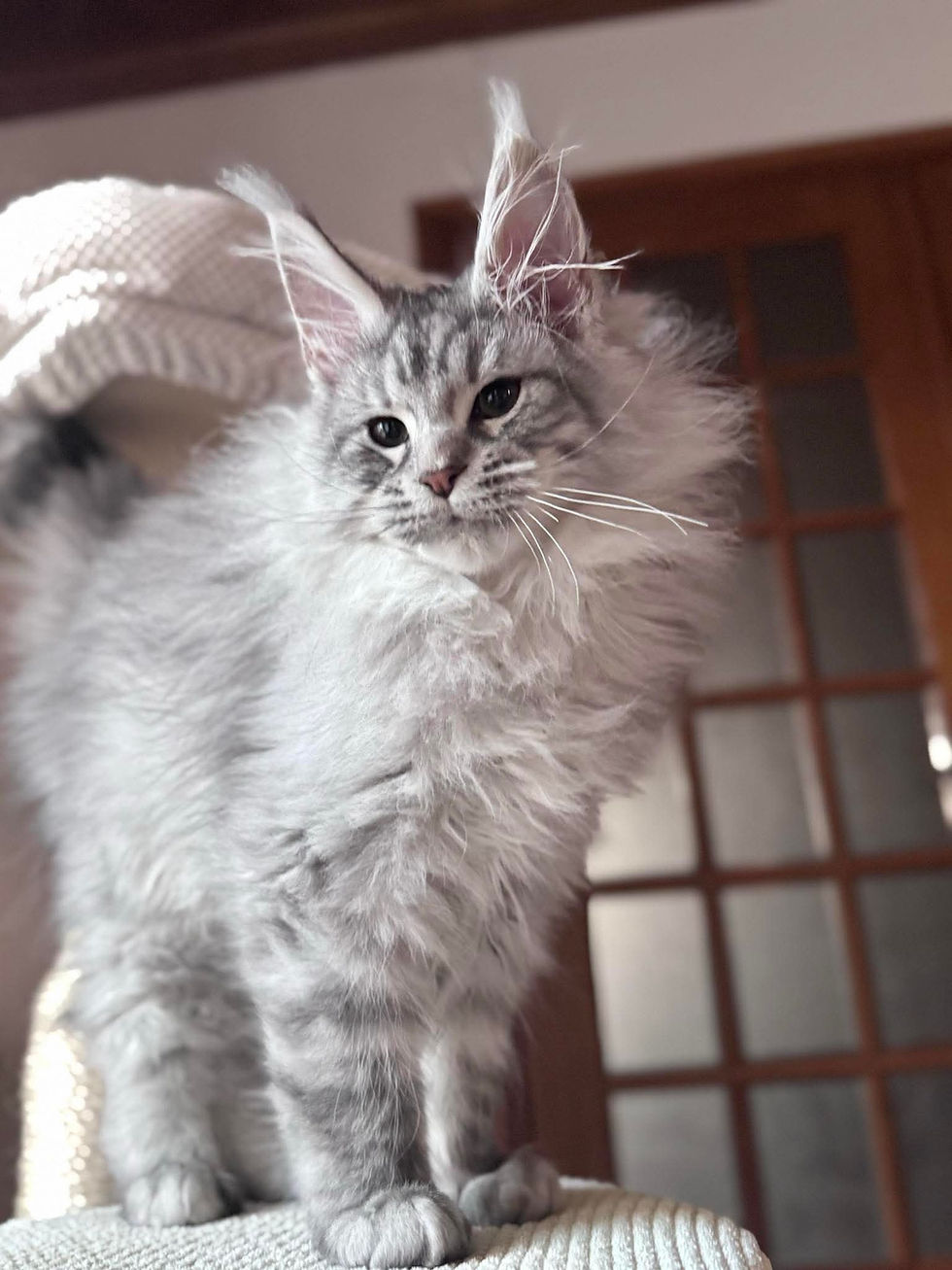 Aslan Maine Coon Black Silver Mackerel Tabby