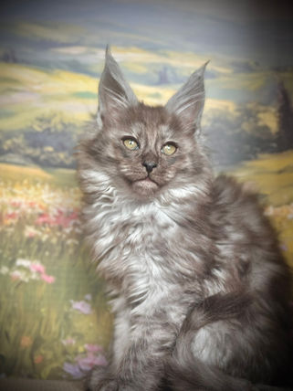 🪄 Maine Coon Les Aristocoons Hermione Black Smoke