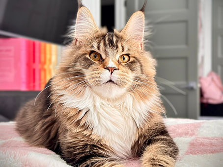 Koraline Maine coon Brown ticked tabby et blanc 
