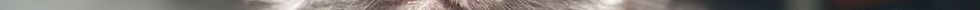 🪄 Maine Coon Les Aristocoons Harry Potter Black Smoke Polydactyle
