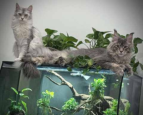 🏝️ Maine coon Les Aristocoons Stitch et Nala