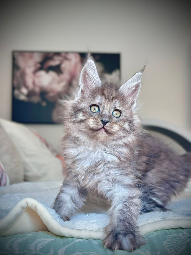 🪄 Maine Coon Les Aristocoons Bellatrix Black Smoke 