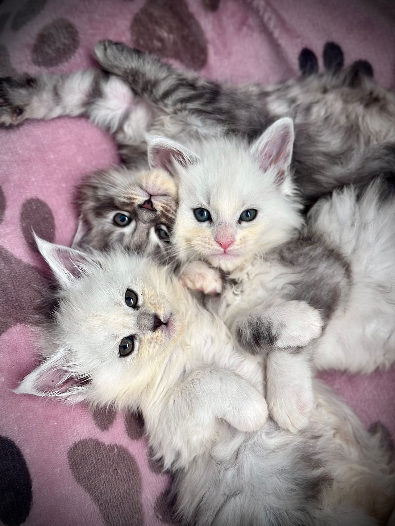 Chatons Maine Coons de la Portée Aladdin