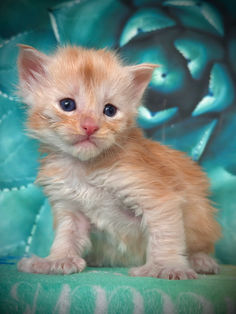 🪄 Maine Coon Les Aristocoons Ron Weasley Red Smoke Polydactyle