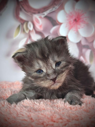 🪄 Maine Coon Les Aristocoons Bellatrix Black Smoke 