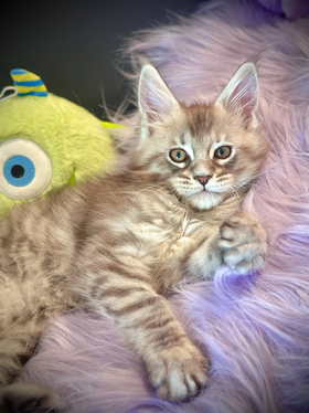 Radjah Chaton Maine Coon de 11 semaines 