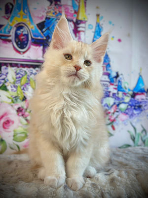 🌟 Maine Coon Les Aristocoons Peter Pan Red Smoke