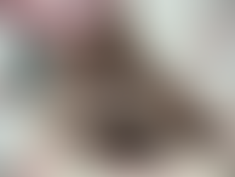 Les Aristocoons Cobra Maine coon Black Smoke Polydactyle