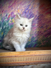 π Maine Coon Les Aristocoons Atchoumette Black Silver Shaded & Blanc
