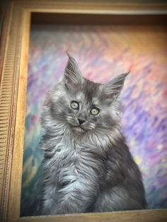 🪄 Maine Coon Les Aristocoons Narcissa Black Smoke