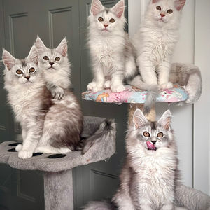 Chatons de la Portée du Roi Lion