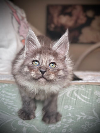 🪄 Maine Coon Les Aristocoons Hermione Black Smoke 