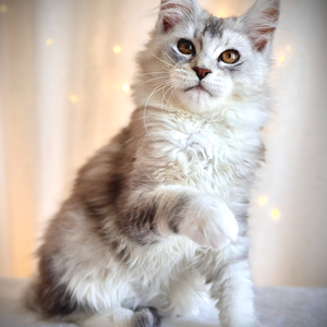 Nala Maine Coon de 14 semaines