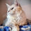 Thumbnail: Legolas Maine Coon Reproducteur sur couverture tressée