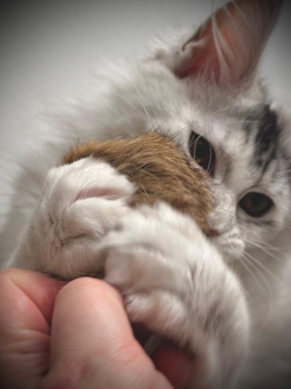Thumbnail: Rabbit fur balls