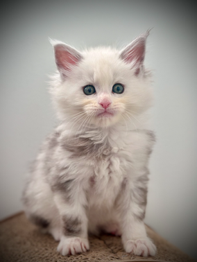 Aladdin Maine Coon de 6 semaines 