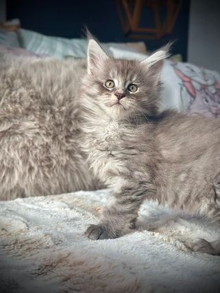 🎄 Maine Coon Les Aristocoons Grinch Blue Tabby