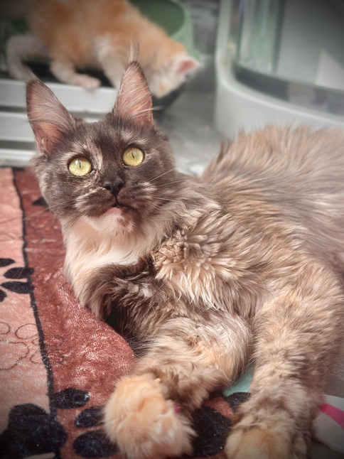 Maman Abbie Maine Coon Black Smoke Tortie 