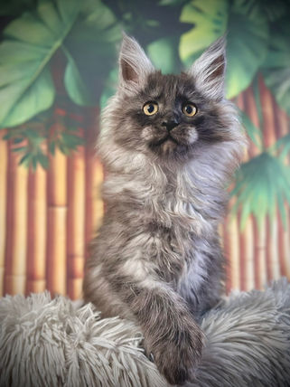 🎄 Maine Coon Les Aristocoons Betty Lou Black Smoke – Polydactyle 