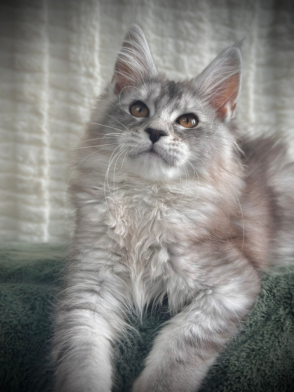 Sarabi Chat Maine Coon Black Silver Ticked Tabby