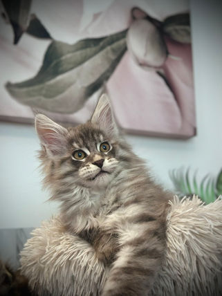 🎄 Maine Coon Les Aristocoons Grinch Blue Tabby