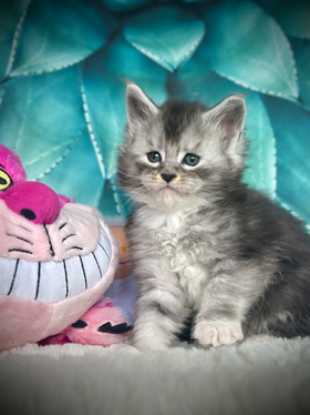 🌟 Sky Maine Coon Black Silver Ticked Tabby & Blanc   - 6 semaines de vie  