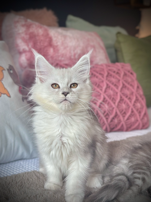 Jasmine Chaton Maine Coon de 13 semaines