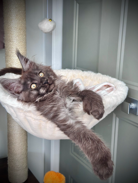 Cobra Maine Coon Black Smoke Polydactyle - Chaton de 13 semaines