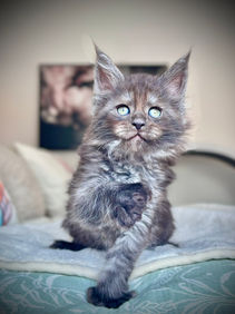 🪄 Maine Coon Les Aristocoons Harry Potter Black Smoke Polydactyle
