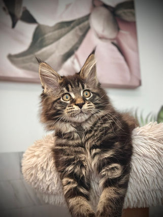 🎄 Maine Coon Les Aristocoons Chiara Lou Brown Classique Tabby – Polydactyle