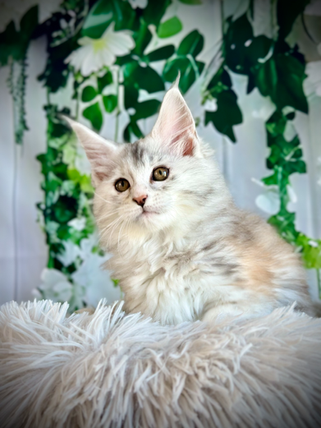 🌟Clochette Maine Coon Black Silver Tortie - 10 weeks old