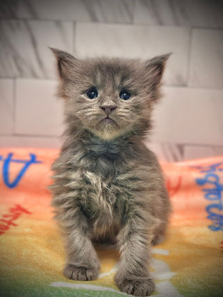 🎄 Maine Coon Les Aristocoons Cindy Lou Blue Smoke 