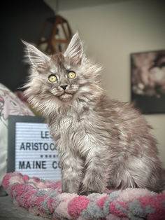 🪄 Maine Coon Les Aristocoons Narcissa Black Smoke