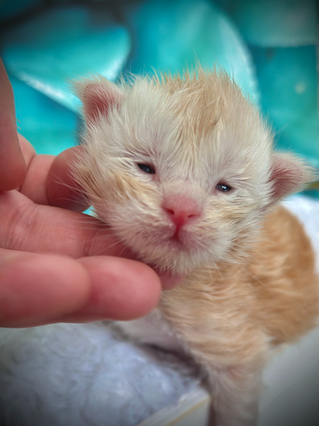 🌟 Hook Maine Coon Red Smoke - 2-week-old kitten