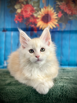 🌟Hook Maine Coon Red Smoke - 9 semaines de vie