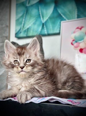 Radjah Maine Coon de 7 semaines
