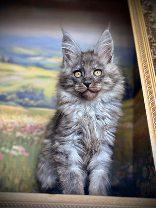 🪄 Maine Coon Les Aristocoons Bellatrix Black Smoke