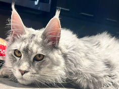 🌟 Maine Coon Les Aristocoons Shadow – Devenu Goliath