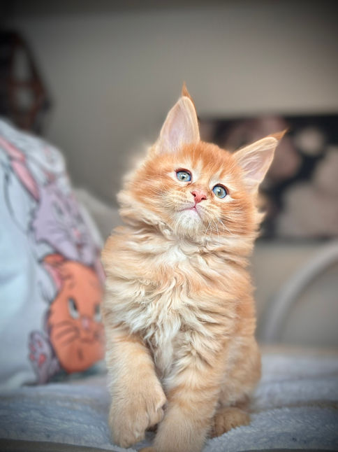 🪄 Maine Coon Les Aristocoons Arthur Weasley Red Solide Polydactyle